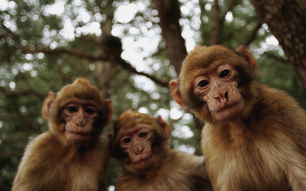 Imagem de Slides Home