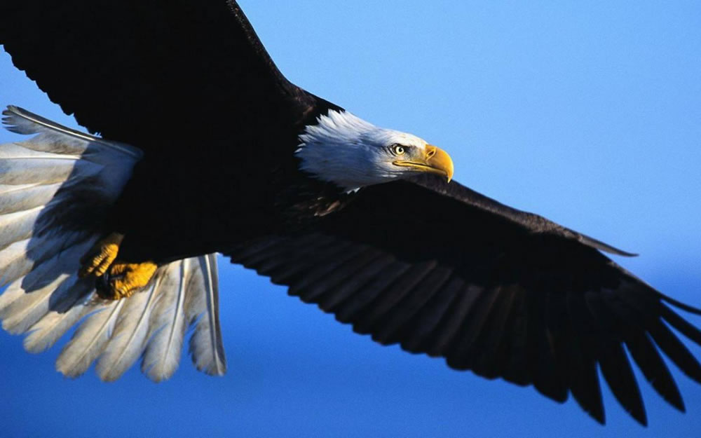 Imagem de Slides Home