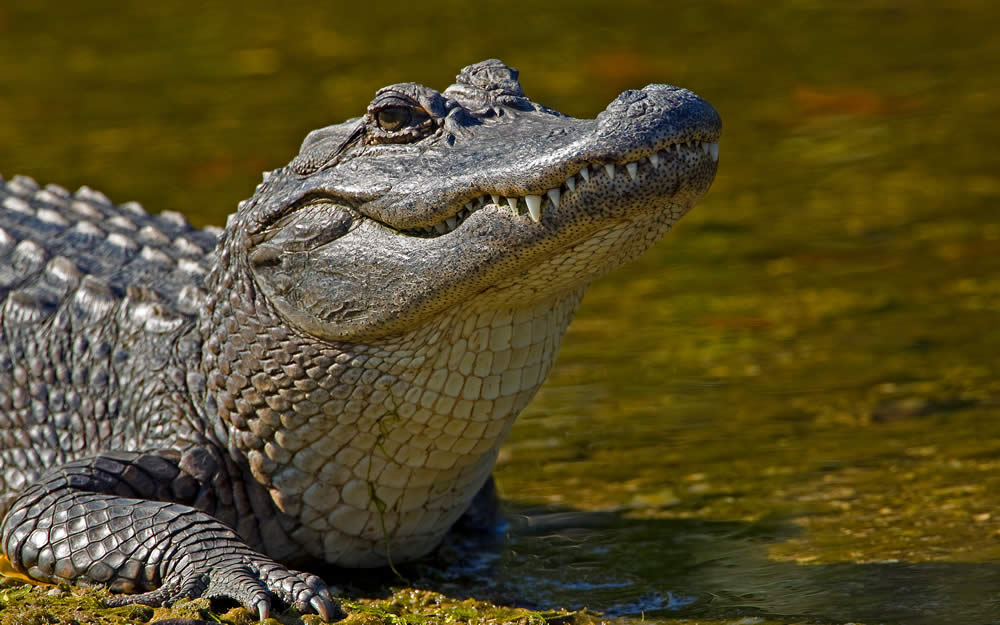 Imagem de Slides Home