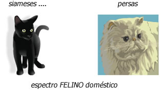 A vastidão dos aspectos - Ampliação do Esquema A vastidão dos aspectos - Ampliação do Esquema