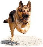 Arquétipos e Supergenes