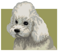 Poodle - Genes Comunicacionais