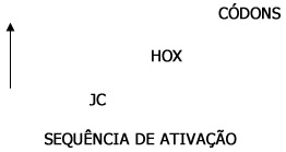 Sequência de ativação - Implicações Filosóficas Sequência de ativação - Implicações Filosóficas